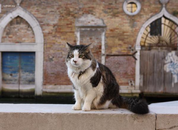 Venice