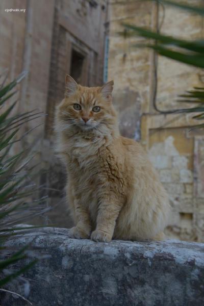 Valetta