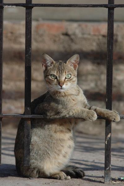 Marrakesh